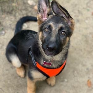 Meet your Posher, Madison